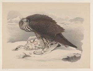 Gyrfalcon with Ptarmigan by Willem Bastiaan van Wouw