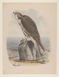 Falcon