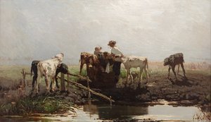 Calves at a Pond