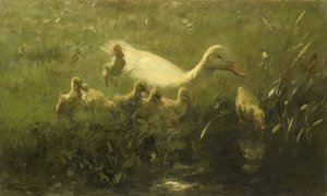 White Duck with Chicks