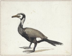 Cormorant by Willem Roelofs (I)