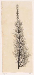 Yarrow by Willem Wenckebach
