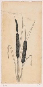 Bulrushes by Willem Wenckebach