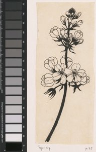 Water Violet by Willem Wenckebach