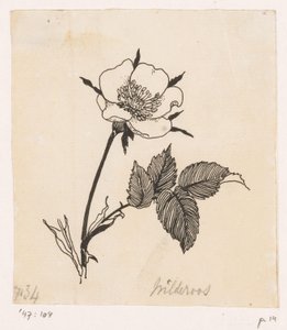 Wild Rose by Willem Wenckebach