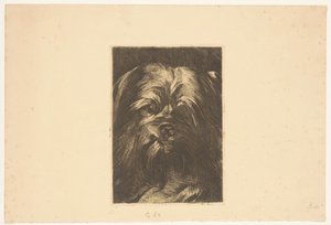 Dog Phoebus