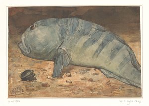 Side View of a Fish by Willem Arnoldus Witsen