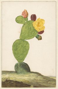 Prickly Pear in Bloom