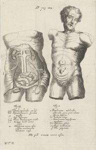 Anatomical Study of Two Torsos