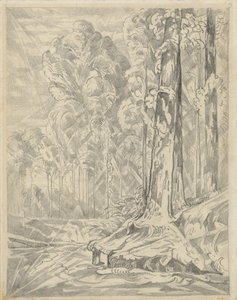 Clearing between Tall Trees