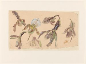 Seven Studies of Orchids by Willem van Konijnenburg