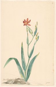 Leopard Flower in a Landscape