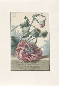 Poppies (Title print for: W. van Leen and J.C. & J.A. Coebergh, Etched Flowers, 1804) by Willem van Leen