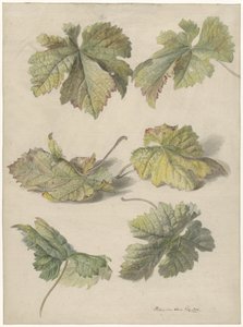 Studies of Vine Leaves