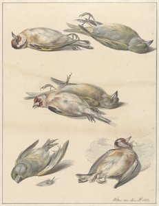 Six Dead Birds by Willem van Leen
