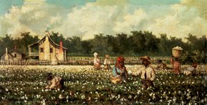 Cotton Field, Mississippi