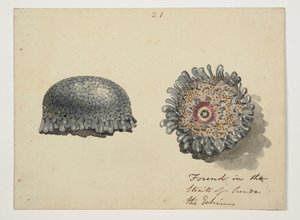 WD 961 f.21 by William Alexander