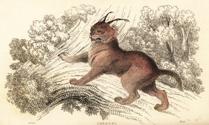 Caracal, Caracal Caracal, 1834 (engraving) by William Alexander Forbes