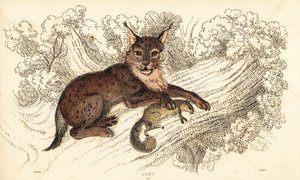 Eurasian Lynx, Lynx lynx (engraving) by William Alexander Forbes