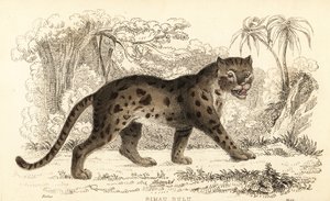 Sunda Leopard Cat, Prionailurus bengalensis subsp. sumatranus by William Alexander Forbes