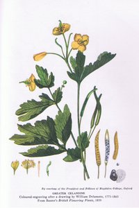 Greater Celandine, Nature in Britain Published by Collins