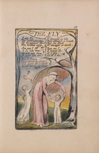 Songs of Innocence and of Experience, Plate 37, The Fly (Bentley 40) by William Blake