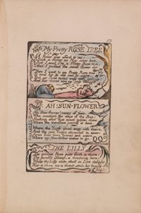 Songs of Innocence and of Experience, Plate 53, My Pretty Rose Tree, Ah! Sun-Flower, The Lilly by William Blake