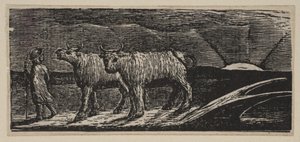 Unyoked Heifers, Loitering Homeward (from Thornton