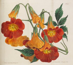Botanical Magazine