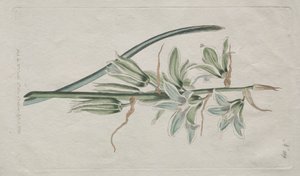 The Botanical Magazine or Flower Garden Displayed: Star of Bethlehem