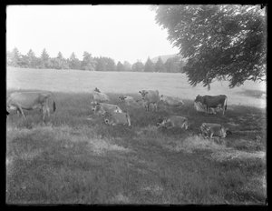 Cows resting under a tree, probably the McCready Farm, Crawford County, Pennsylvania, c.1913