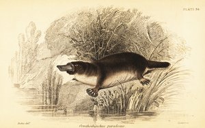 Platypus, Ornithorhynchus Anatinus (engraving)