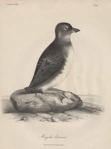 Megalus Cassinii, litho by J.T. Bowen, 1850