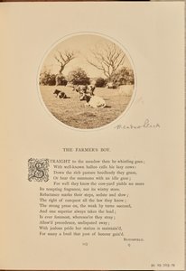 Pastoral scene with cattle resting in a field, England