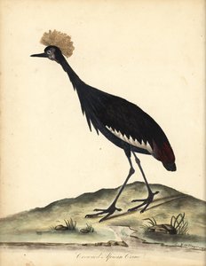 Black Crowned Crane, Balearica pavonina. Handcoloured Copperplate Engraving of an Illustration by William Hayes and His Child C from Portraits of Rare and Curious Birds from the Menagery of Osterly Park