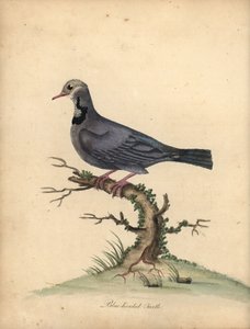 Blue-Headed Quail-Dove, Starnoenas Cyanocephala. Handcoloured Copperplate Engraving of an Illustration by William Hayes from Portraits of Rare and Curious Birds from the Menagery of Osterly Park