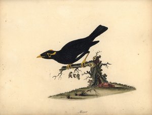 Common Hill Myna, Gracula Religiosa. Handcoloured Copperplate Engraving of an Illustration by William Hayes from Portraits of Rare and Curious Birds from the Menagery of Osterly Park