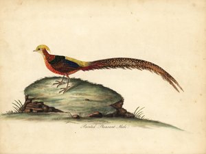 Golden or Chinese pheasant, Chrysolophus pictus, male. Handcoloured copperplate engraving of an illustration by William Hayes from Portraits of Rare and Curious Birds from the Menagery of Osterly Park, London