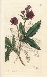 Marsh cinquefoil, Comarum marsh. Handcoloured copperplate engraving by James Sowerby from James Smith