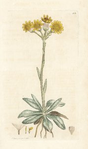 Mountain Fleawort, Tephroseris Integrifolia