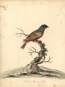 Painted Bunting, Passerina Ciris, Male. Handcoloured Copperplate Engraving of an Illustration by William Hayes from Portraits of Rare and Curious Birds from the Menagery of Osterly Park