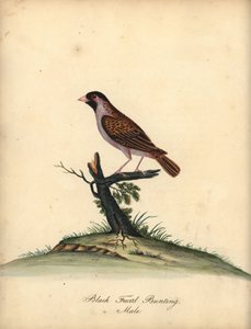 Red-Billed Quelea, Quelea Quelea, Male. Handcoloured Copperplate Engraving of an Illustration by William Hayes from Portraits of Rare and Curious Birds from the Menagery of Osterly Park