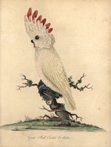 Salmon-Crested or Moluccan Cockatoo, Cacatua Moluccensis. Handcoloured Copperplate Engraving of an Illustration by William Hayes from Portraits of Rare and Curious Birds from the Menagery of Osterly Park