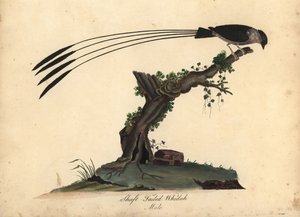 Shaft-tailed whydah, Vidua regia. Handcoloured copperplate engraving of an illustration by William Hayes and his daughter Matilda from Portraits of Rare and Curious Birds from the Menagery of Osterly Park, London