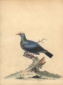 White-Crowned Pigeon, Patagioenas Leucocephala. Handcoloured Copperplate Engraving of an Illustration by William Hayes from Portraits of Rare and Curious Birds from the Menagery of Osterly Park