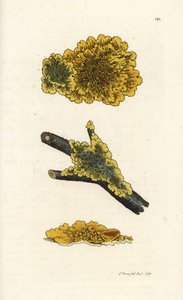 Yellow wall lichen, Lichen parietinus. Handcoloured copperplate engraving by James Sowerby from James Smith