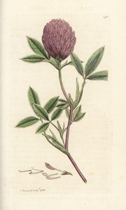 Zigzag Clover or Trefoil, Trifolium Medium. Handcoloured Copperplate Engraving by James Sowerby from James Smith