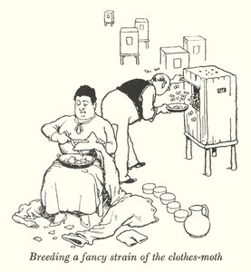 Breeding a Fancy Strain of the Clothes-Moth by William Heath Robinson