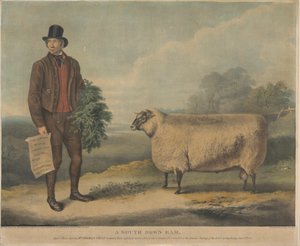 A South Down Ram; Aged 3 Years, bred by Mr. Thomas Crisp, Gedgrave Hall, Suffolk, for which a Prize of 30 Sovereigns was awarded at the Annual Meeting of the R.A.S. at Cambridge, July 15th 1840 by William Henry Davis