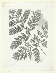 Branch of a Fern by William Henry Fox Talbot